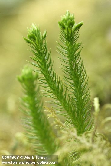 Huperzia haleakalae (Lycopodium selago)