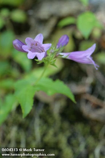 Penstemon serrulatus