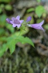 Cascades Penstemon