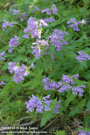 Penstemon serrulatus