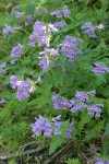 Cascades Penstemon
