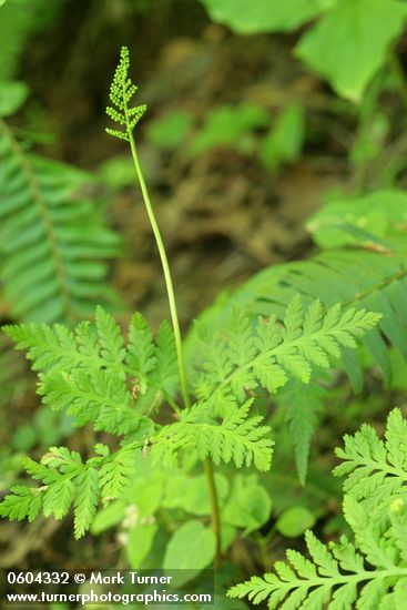 Botrychium virginianum