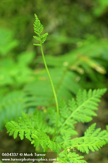 Botrychium virginianum