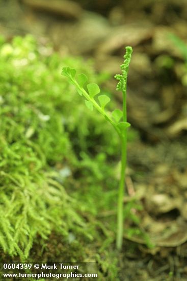 Botrychium minganense