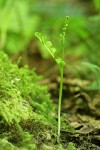Mingan Moonwort