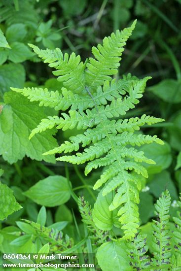 Phegopteris connectilis (Thelypteris phegopteris)