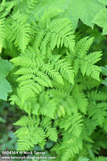 Gymnocarpium disjunctum (G. dryopteris)