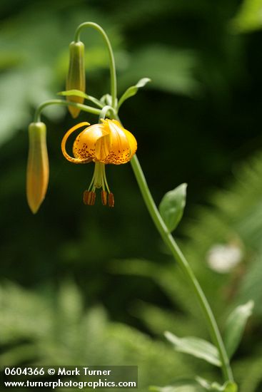 Lilium columbianum