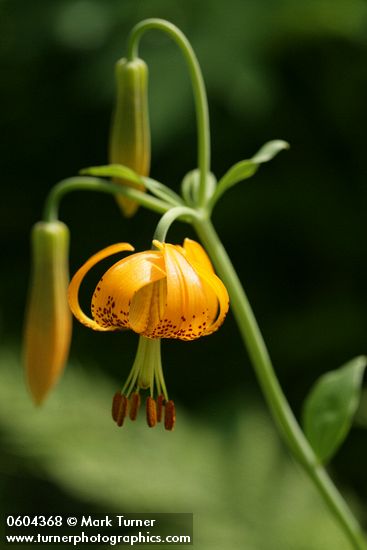 Lilium columbianum