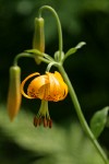 Columbia Lily blossom & buds detail