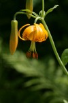 Columbia Lily blossom & buds detail