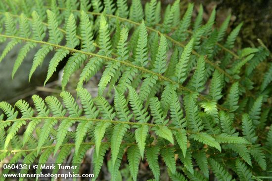 Polystichum andersonii