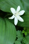 Queen-cup blossom detail