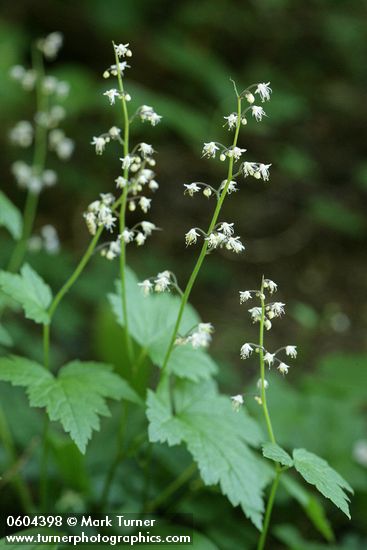 Tiarella trifoliata