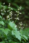 Foamflower