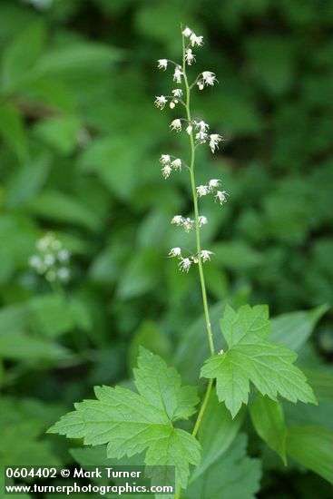 Tiarella trifoliata