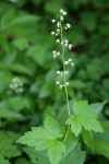 Foamflower