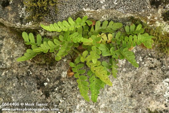 Polypodium hesperium