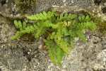 Western Polypody