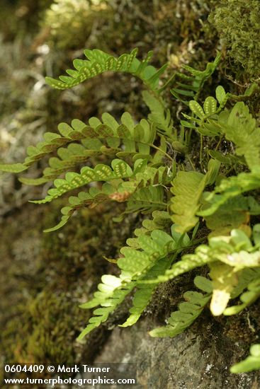 Polypodium hesperium