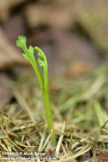 Botrychium montanum