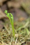 Western Goblin (Mountain Moonwort)