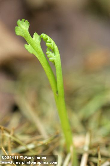 Botrychium montanum