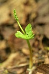 Northwest Moonwort