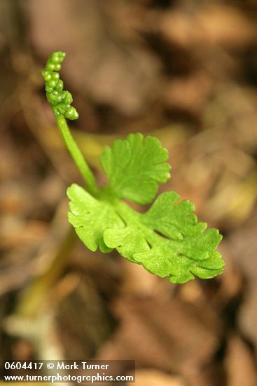 Botrychium pinnatum