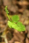 Northwest Moonwort