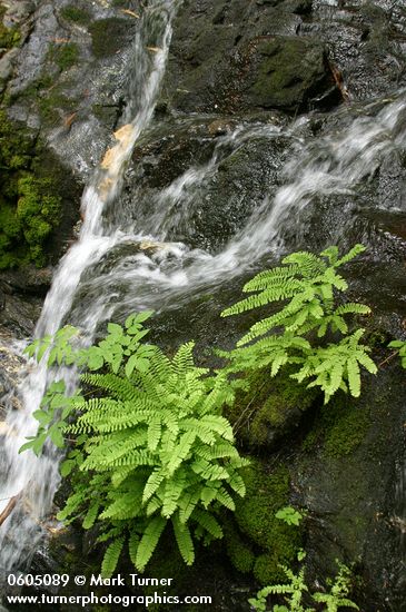 Adiantum aleuticum