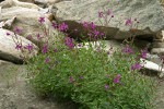 Red Willowherb on sandy soil at Neve Camp