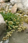 Silverleaf Phacelia on sandy soil at Neve Camp