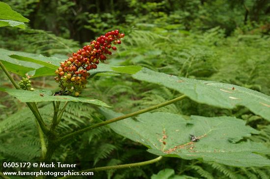 Oplopanax horridus