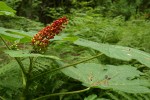 Devil's Club red berries & foliage