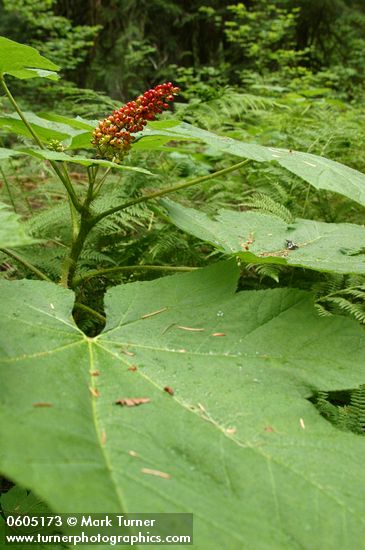 Oplopanax horridus