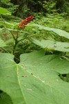 Devil's Club red berries & foliage