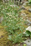 Bitter Fleabane