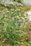 Bitter Fleabane