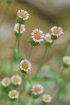 Bitter Fleabane blossoms detail