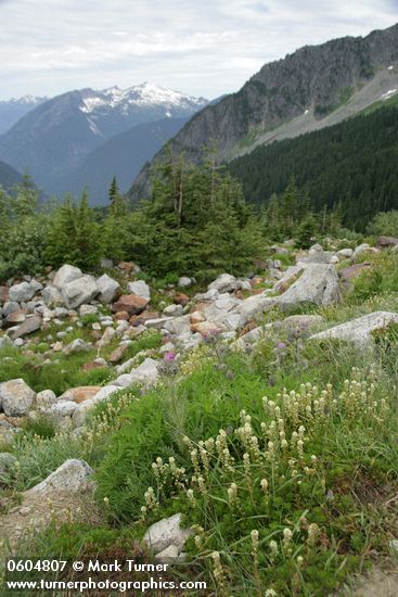 Luetkea pectinata; Cirsium edule