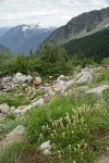 Partridgefoot & Edible Thistle in Boston Basin; Hiddle Lake Peak soft bkgnd