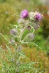 Edible Thistle