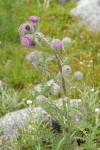 Edible Thistle