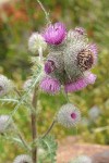 Edible Thistle blossoms detail