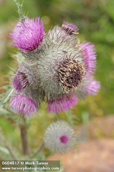 Cirsium edule