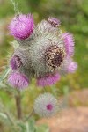 Edible Thistle blossoms detail