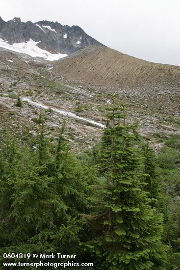 Tsuga mertensiana; Abies lasiocarpa