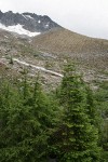 Boston Glacier lateral moraine w/ Mountain Hemlocks & Subalpine Firs fgnd