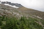 Boston Glacier lateral moraine w/ Mountain Hemlocks & Subalpine Firs fgnd